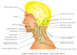 © vonuk - Lymphatic drainage. Lymph nodes of the head, face and neck. Retro pharyngeal lymph nodes. Medical illustration depicting the lymphatic system in the head, face and neck