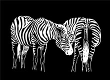 Vector Two Zebras  Isolated On Black Background, Graphical Illustration,family