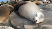 Cute Baby Cub, Sweet Sea Lion Pup And Mother. Funny Lazy Seals, Ocean Beach Wildlife, La Jolla, San Diego, California, USA. Funny Awkward Sleepy Marine Animal On Pacific Coast. Family Love And Care