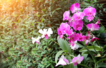 Fotomurales - Beautiful nature scene with orchid flowers