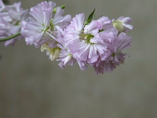 Wall Mural - Branch of blossom Saponaria officinalis