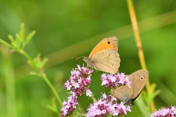 Wall Mural - Satyrinae butterflies fly in a meadow full of colorful flowers