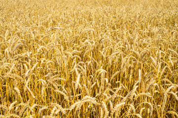 Texture of yellow beautiful spikelets of rye in a rural field close up