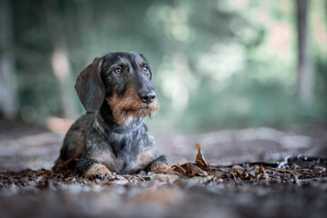 Wall Mural - portrait of a wirehaired dachshund