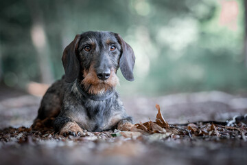 Wall Mural - portrait of a wirehaired dachshund lying down