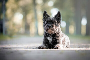 Poster - Beautiful Cairn Terrier/Lhasa Apso mix lying down