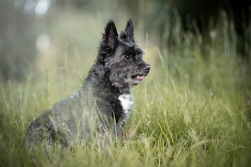 Wall Mural - Little Cairn Terrier mix sitting in grass