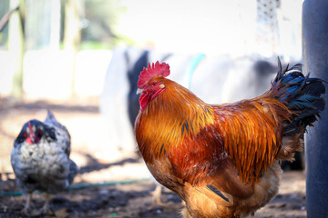 Large red rooster with chickens in the background