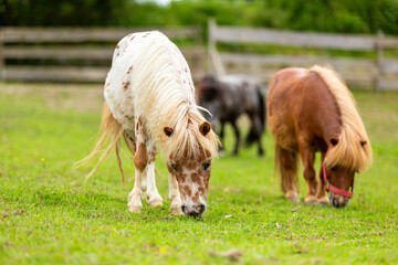 Wall Mural - Mini pony is grazing on a green meadow