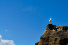 Seagull Standing On Rocks