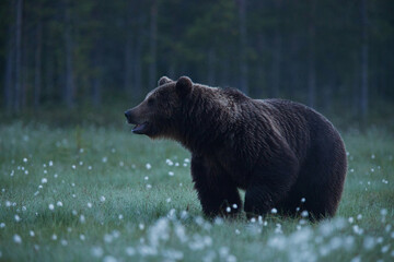 Wall Mural - A large Brown bear called Brutus looking for some food during nighttime in a Finnish swamp near Russian border