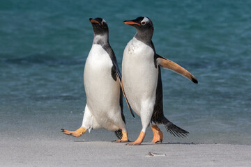 Wall Mural - Gentoo Penguin pair out for a stroll