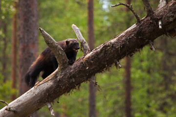 Wall Mural - Wolverine climbing on a old tree to find some food, shot in Northern Karelia, FInland