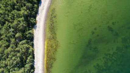 Wall Mural - Aerial Drone View Top Down at Forest with Beach at sea. Scandinavian nature.