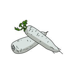 Two daikon roots, ingredient for cooking, vector hand draw illustration