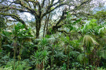 Fotoroleta roślinność las drzewa pejzaż