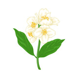 Fototapeta Tulipany - beautiful branch flower jasmine cartoon watercolour style isolated on white background. Hand-draw branch flowers. Design element for greeting card and invitation. Vector illustration