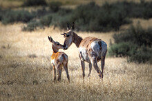 Mother Pronghorn Touching Noses With Her Fawn.