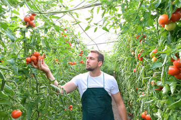 farmer in greenhouse growing and harvesting tires tomatoes for sale