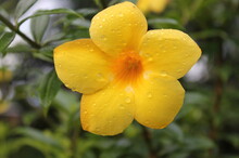 Yellow Flower With Water Drops 