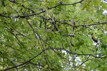Closeup Gleditsia Triacanthos Know As Honey Locust With Blurred Background In Park
