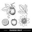 Vector passion fruit hand drawn sketch. Sketch vector  food illustration. Vintage style