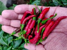 Hot Red Indian Chilies From A Home Garden In Hands