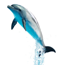 Dolphin Is Isolated On A White Background.