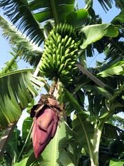 Banana flower. Banana blossom close-up. Madeira banana plantation. 