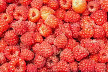 Wall Mural - ripe red raspberries in a plastic container as natural background