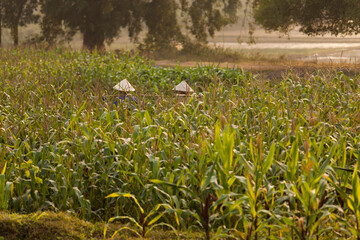 Corn field in north Vietnam with 2 workers in traditional conical hats