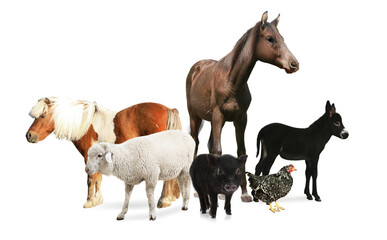 Wall Mural - Collage with horse and other pets on white background. Banner design