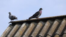 Pigeons Walk On The Roof. Pigeons Take Off From The Roof