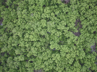  mangrove forest aerial view photography drone 