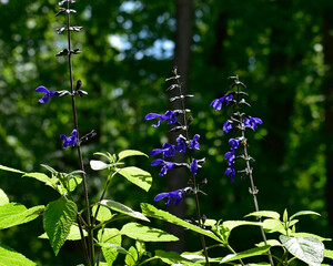 Wall Mural - Blue Salvia blooms