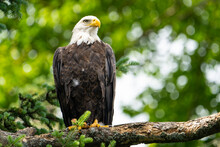 Bald Eagle Perched High In A Tree Over A Lake In A National Park