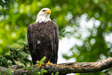 bald eagle perched high in a tree over a lake in a national park