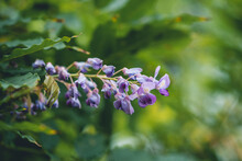 Large Purple Flowers Of Blue Rain, Wisteria Sinensis