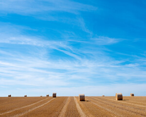 Poster - golden field with straw bales under blue sky in the north of france