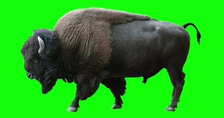 Wall Mural - Isolated American Bison cyclical walking. Can be used in real coloring, and as a silhouette. Green Screen.