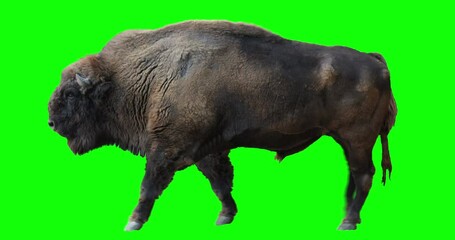 Wall Mural - Isolated Wisent (European Wood Bison) cyclical walking. Can be used in real coloring, and as a silhouette. Green Screen.