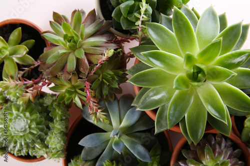 Fotomural Many different echeverias on white background, flat lay