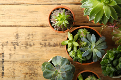 Cuadros en Lienzo Many different echeverias on wooden table, flat lay with space for text