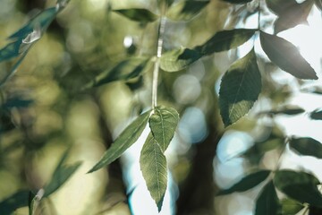 Poster - Closeup shot of a branch with green leaves and a blurred background