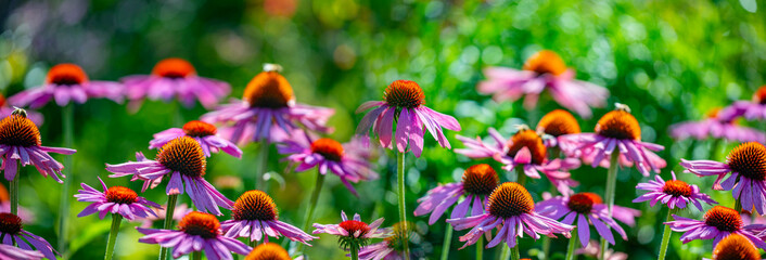 Poster - The Echinacea - coneflower close up in the garden