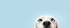 Banner Hide Funny Puppy Dog With Blue Eyes. Isolated On Blue Background.