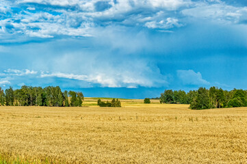 A field of ripe wheat against a blue sky. Harvest. Wheat on the background of the sky with clouds, a field of ripe wheat ears of Golden color.