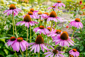 Wall Mural - Pink echinacea flowers in the garden