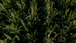corn field from above blue sky summer 