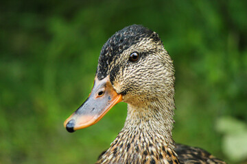 Female Mallard close up